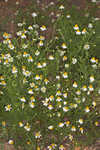 Mayweed <BR>Stinking chamomile